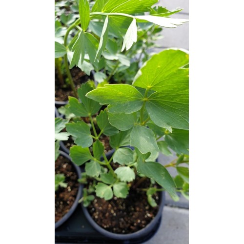 Разсад Девисил / Levisticum officinale Koch