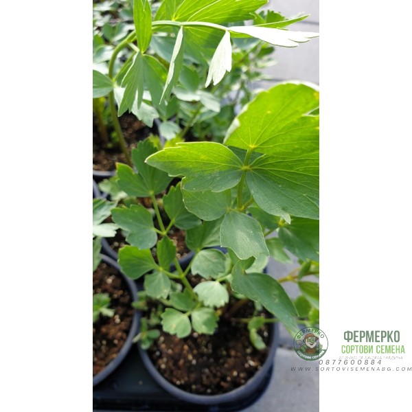 Разсад Девесил Levisticum officinale