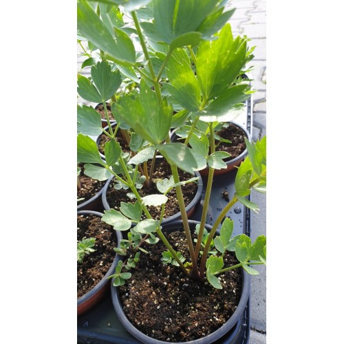 Разсад Девисил / Levisticum officinale Koch
