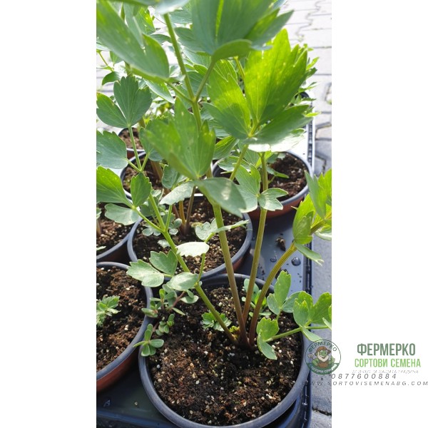 Разсад Девесил Levisticum officinale