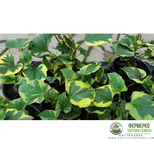 Разсад за Многоцветна хотуния (Houttuynia cordata - chameleon)