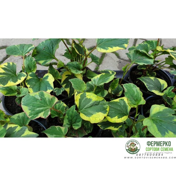 Разсад за Многоцветна хотуния (Houttuynia cordata - chameleon)