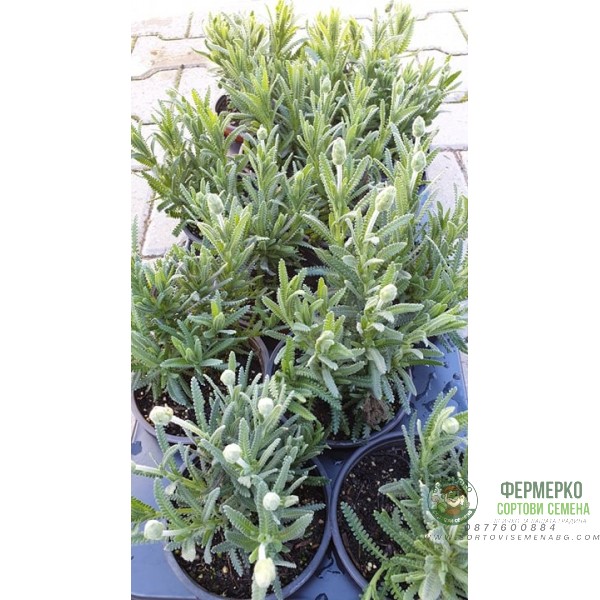 Разсад Лавандула с нарязани листа