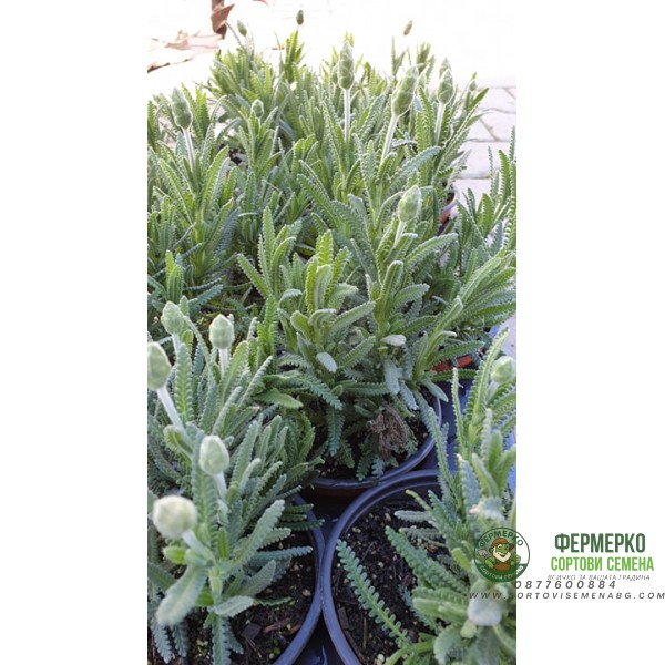 Разсад Лавандула с нарязани листа