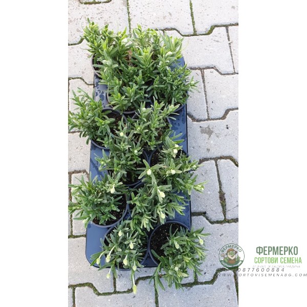 Разсад Лавандула с нарязани листа