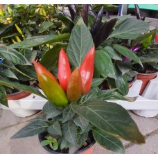 Разсад от люти чушки червени (реални снимки)