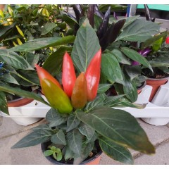 Разсад от люти чушки червени (реални снимки)