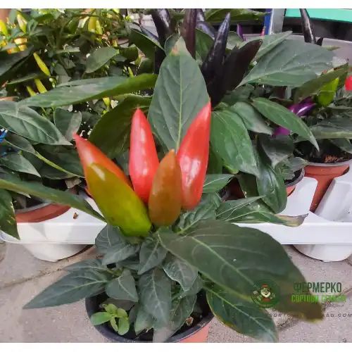 Разсад от люти чушки червени (реални снимки)