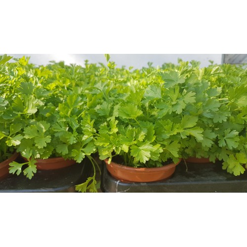 Разсад Магданоз / Petroselinum crispum