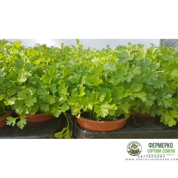 Разсад Магданоз Petroselinum crispum