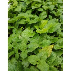 Разсад Маточина Melissa officinalis