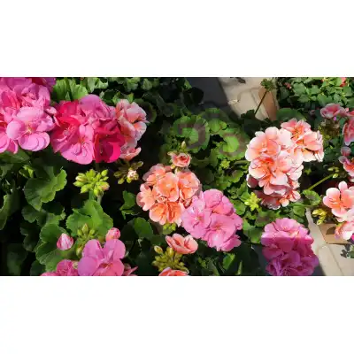 Мушкато кичесто в саксия - различни цветове