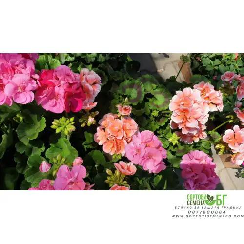 Мушкато кичесто в саксия - различни цветове