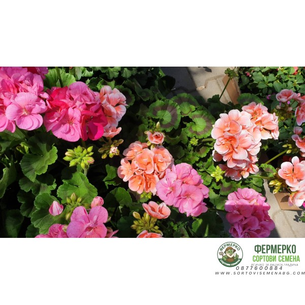 Мушкато кичесто в саксия - различни цветове