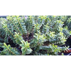 Разсад от Хебе