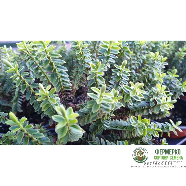 Разсад от Хебе