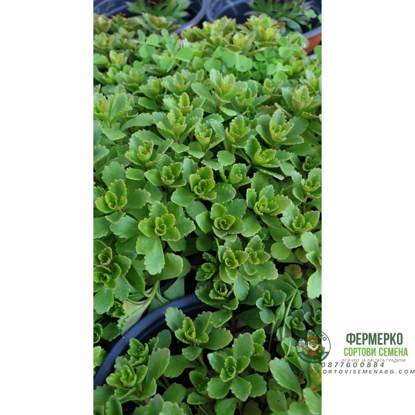 Разсад за Седум зелен