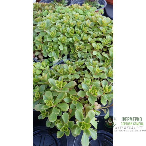 Разсад за Седум зелен