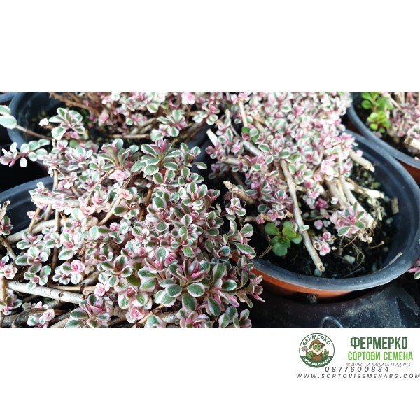 Разсад за Седум Триколор