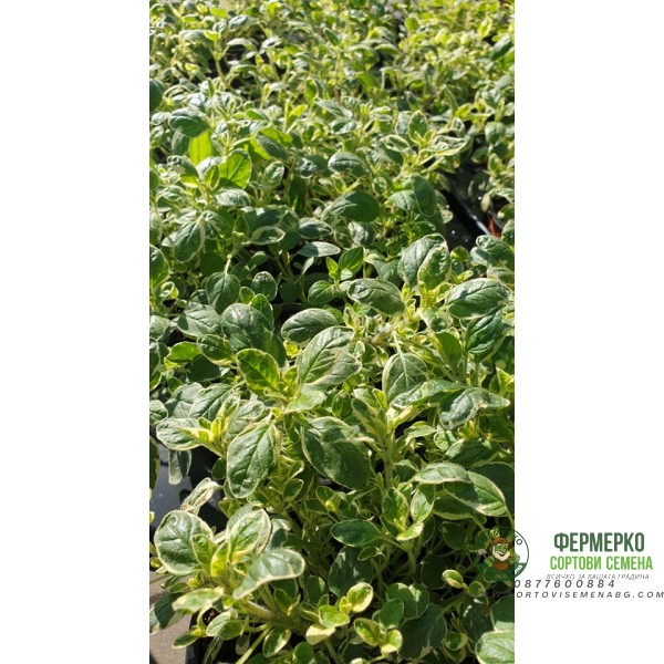 Разсад Шарен Риган