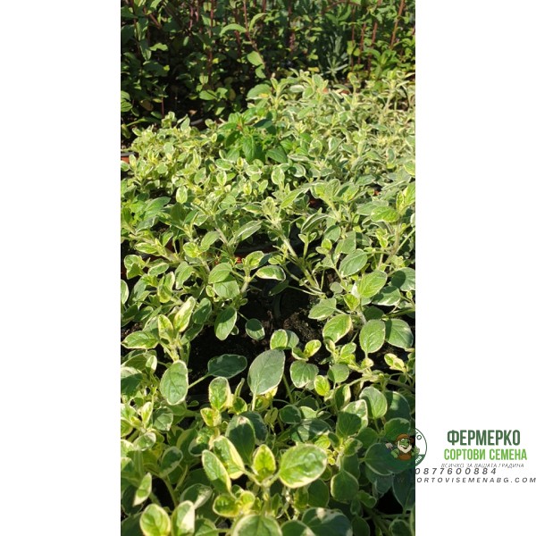 Разсад Шарен Риган