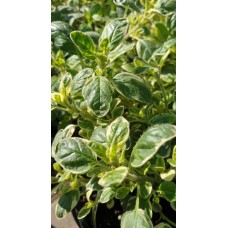 Разсад Шарен Риган