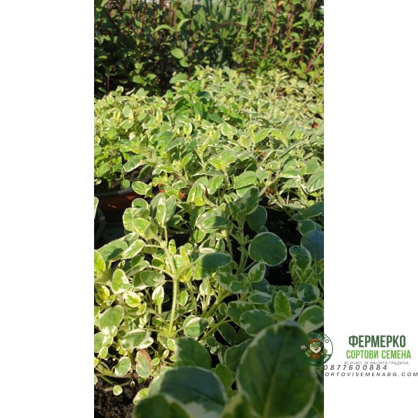 Разсад Шарен Риган