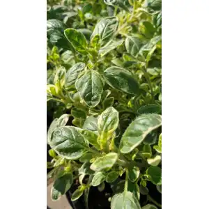 Разсад Шарен Риган