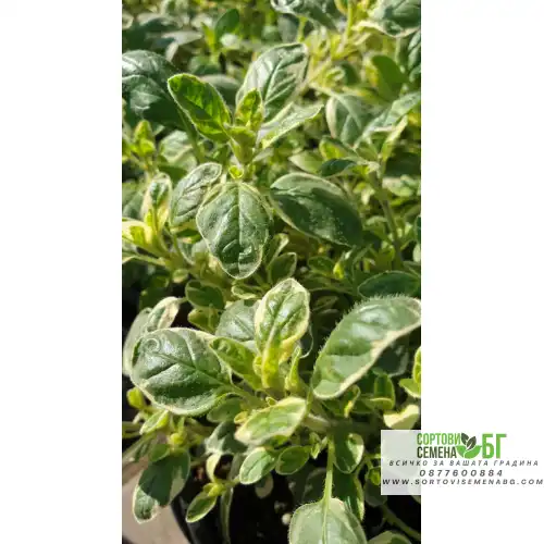 Разсад Шарен Риган Разсад Шарен Риган