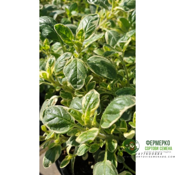 Разсад Шарен Риган