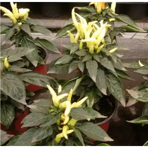 Разсад от сладки жълти чушки (реални снимки)