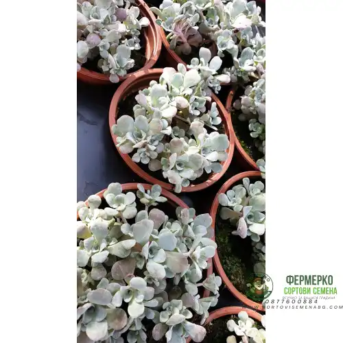 Разсад за Сребрист Седум