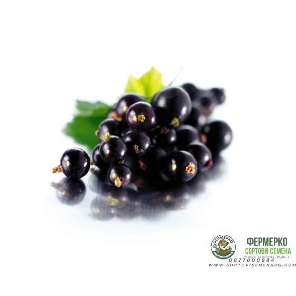 Разсад Касис (Черно Френско Грозде) Ribes nigrum