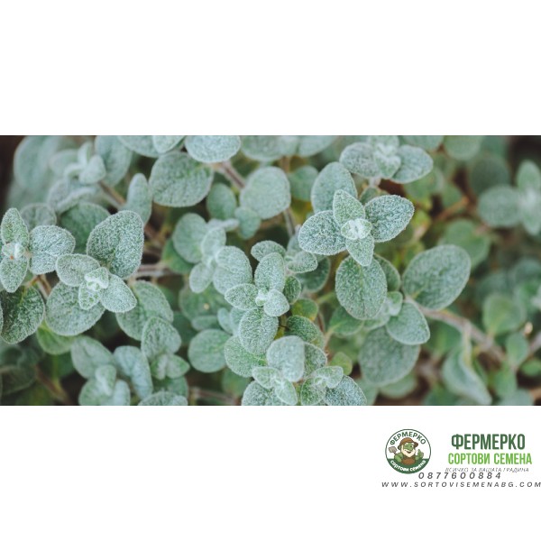 Разсад от Критски риган