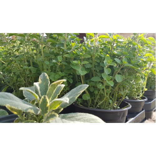 Разсад Риган / Origanum vulgare
