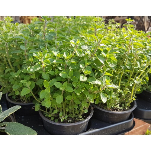 Разсад Риган / Origanum vulgare