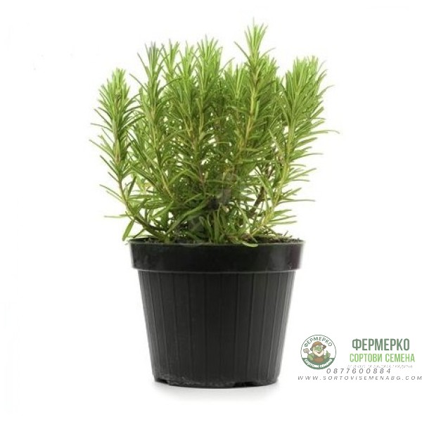 Разсад Розмарин Rosmarinus officinalis