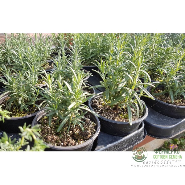 Разсад Розмарин Rosmarinus officinalis