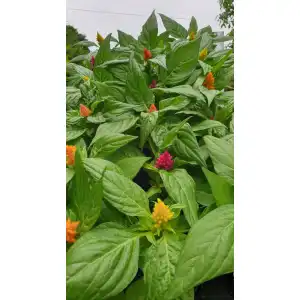 Салвия (Пламъче) в саксия - различни цветове