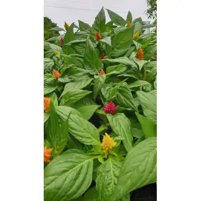 Салвия (Пламъче) в саксия - различни цветове