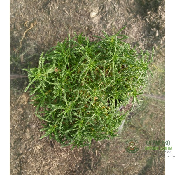 Зелена Сантолина Santolina virens