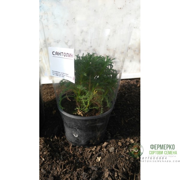 Зелена Сантолина Santolina virens