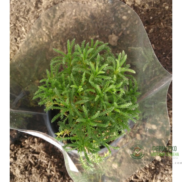 Зелена Сантолина Santolina virens