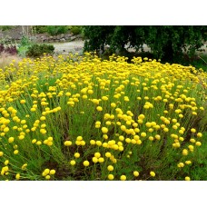 Зелена Сантолина Santolina virens