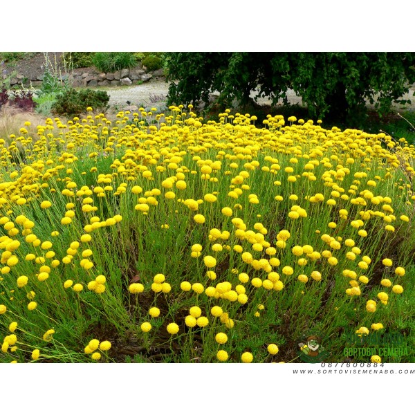 Зелена Сантолина Santolina virens