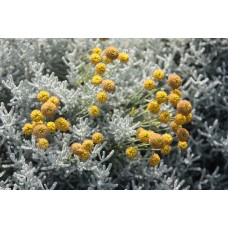 Сантолина Сребриста Santolina chamaecyparissus