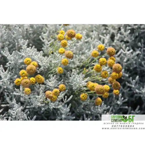 Сантолина Сребриста / Santolina chamaecyparissus Сантолина Сребриста / Santolina chamaecyparissus