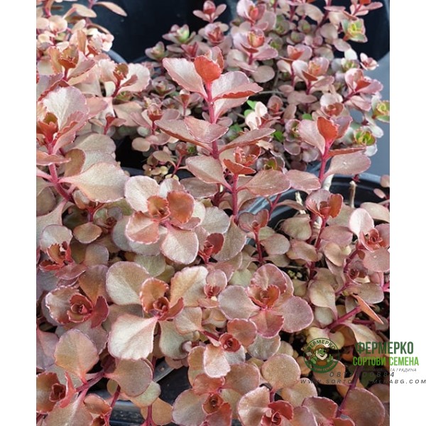 Разсад за Седум червен