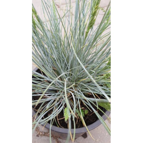 Фестука, синя трева / Festuca glauca