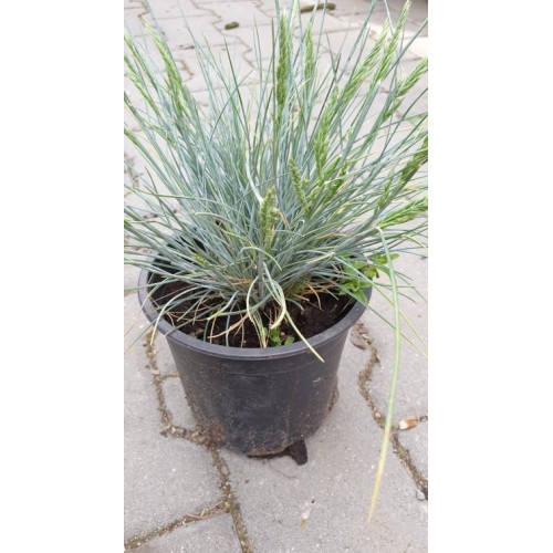 Фестука, синя трева / Festuca glauca
